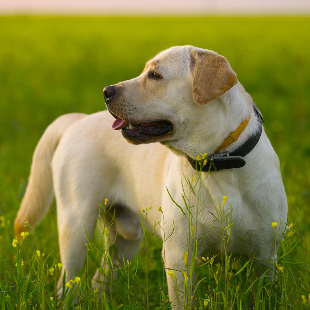 5 Best dogs for first time owners in India