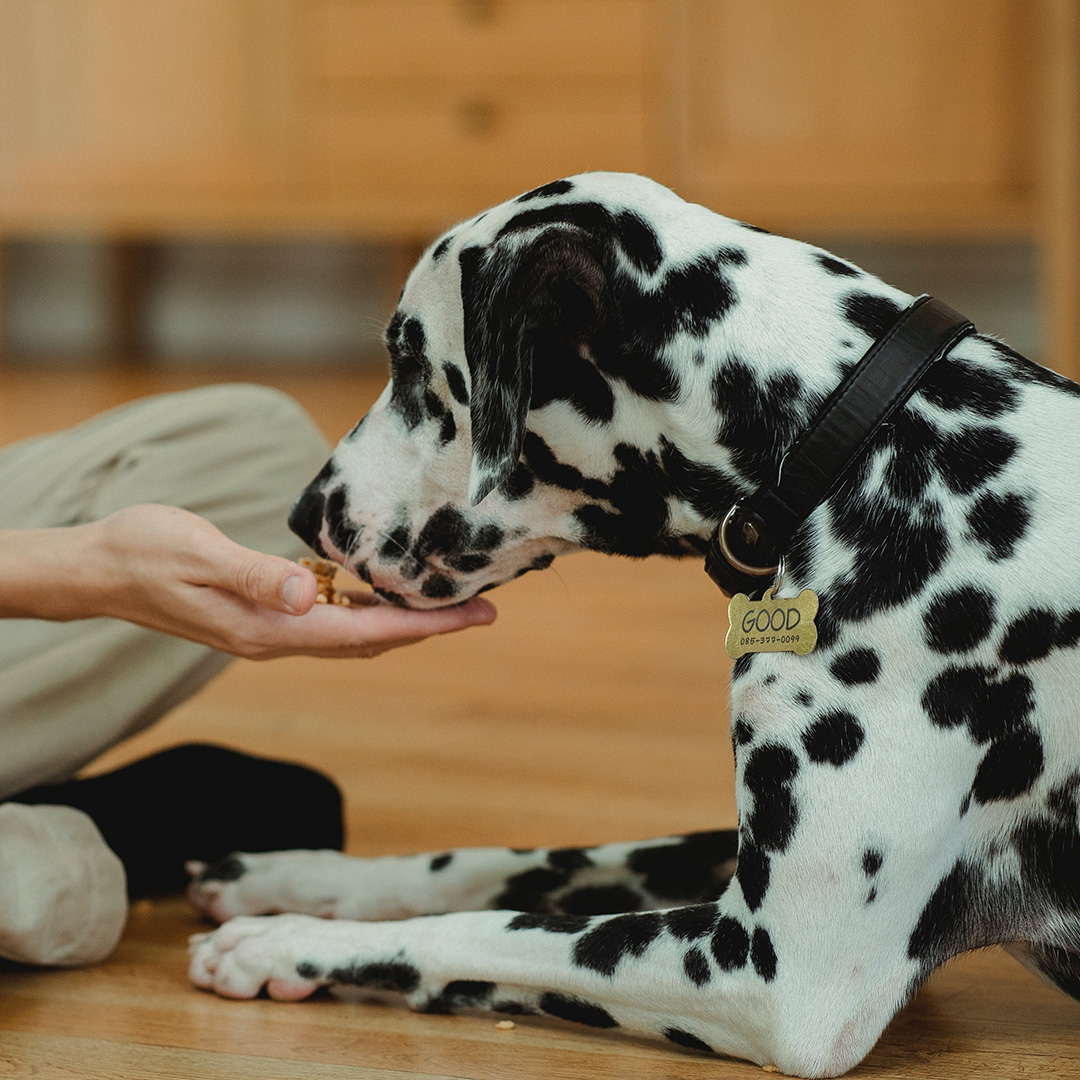 The role of treats in teaching your dog good behaviour