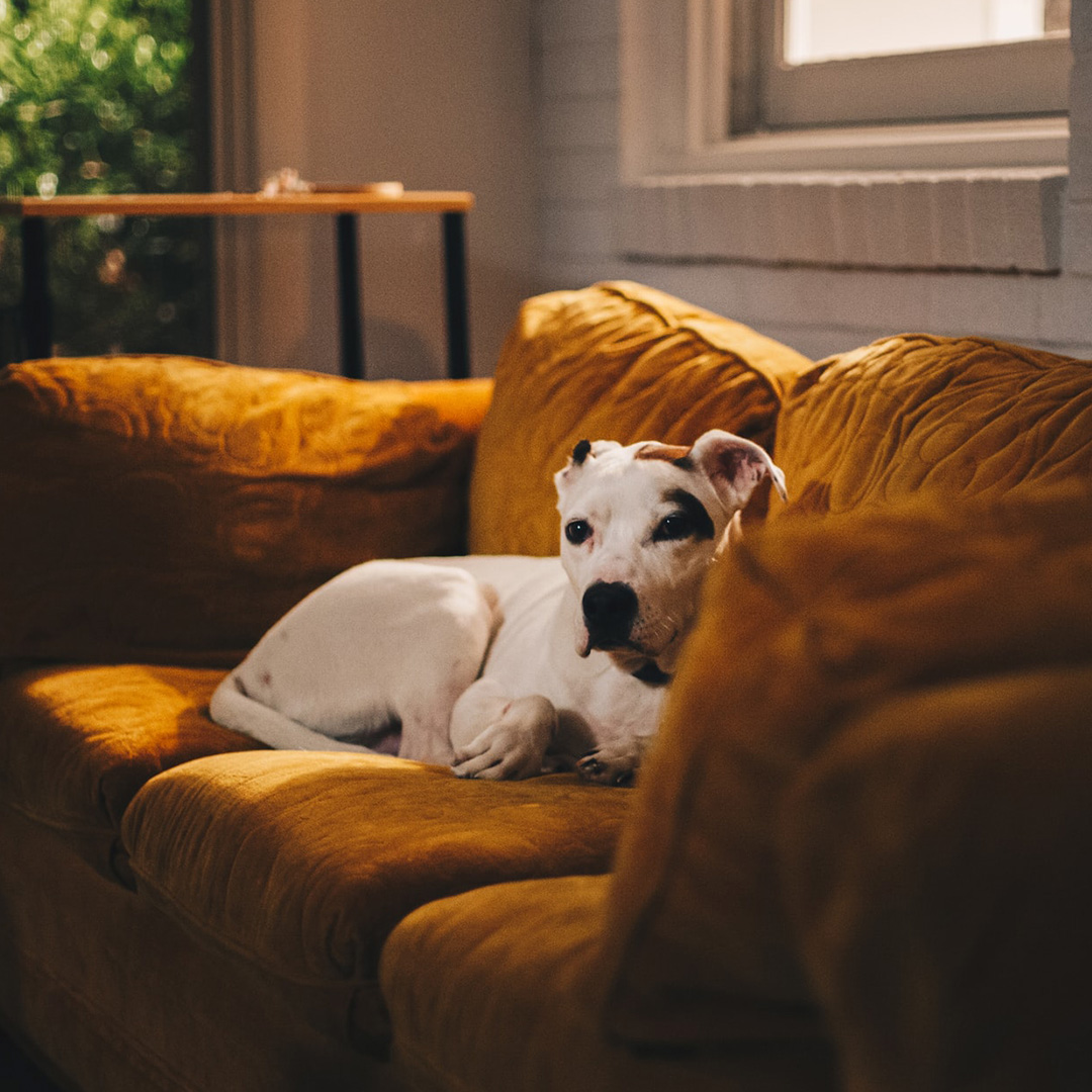 Tips to greet a dog right the first time