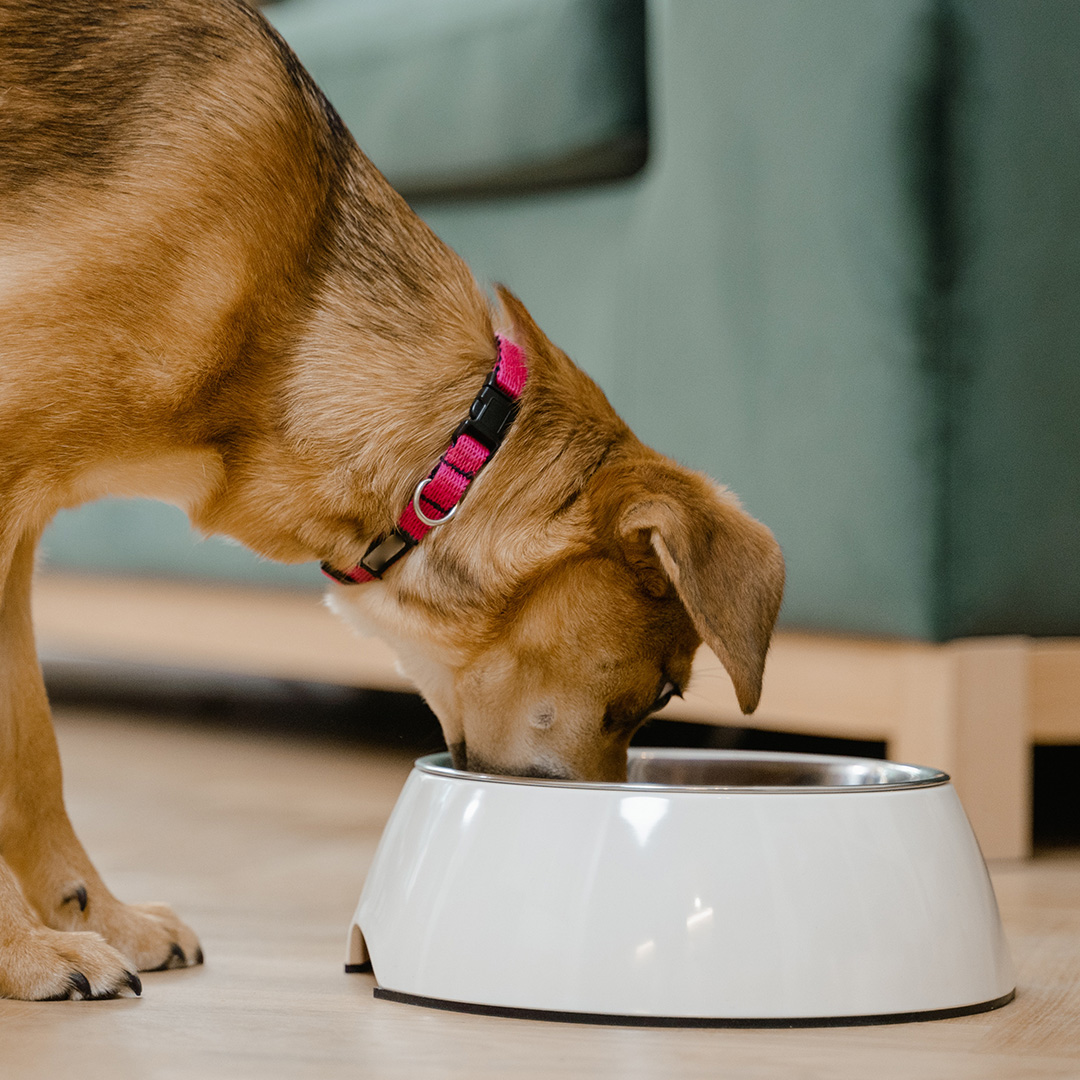 Choose the right food bowl for your canine companion.