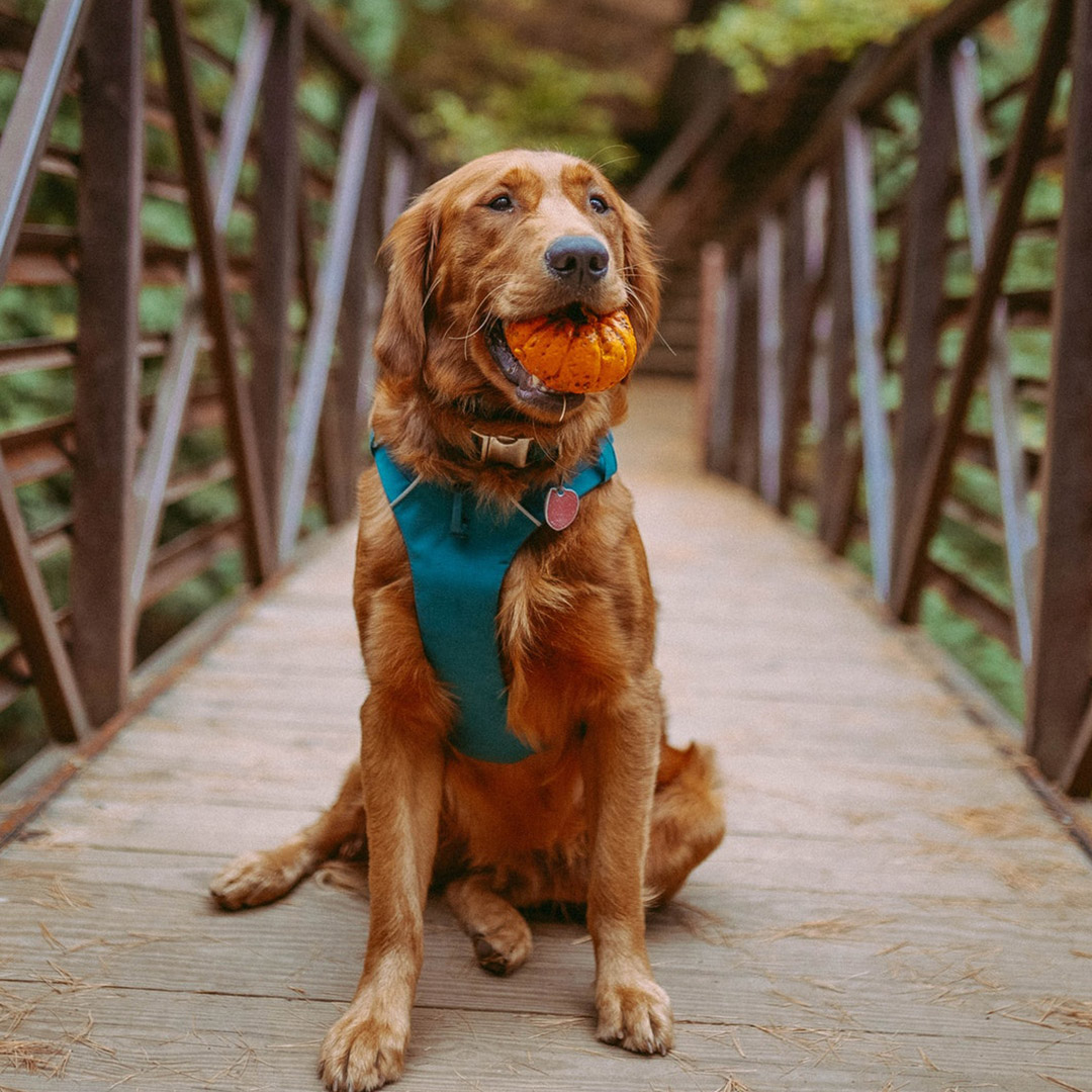 Why does your Dog bring a gift every time you come home?