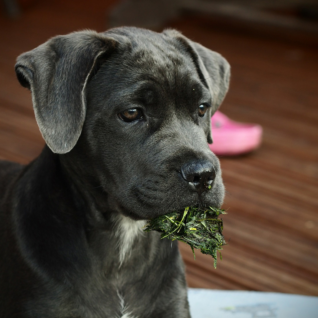 Why does my dog eat grass?