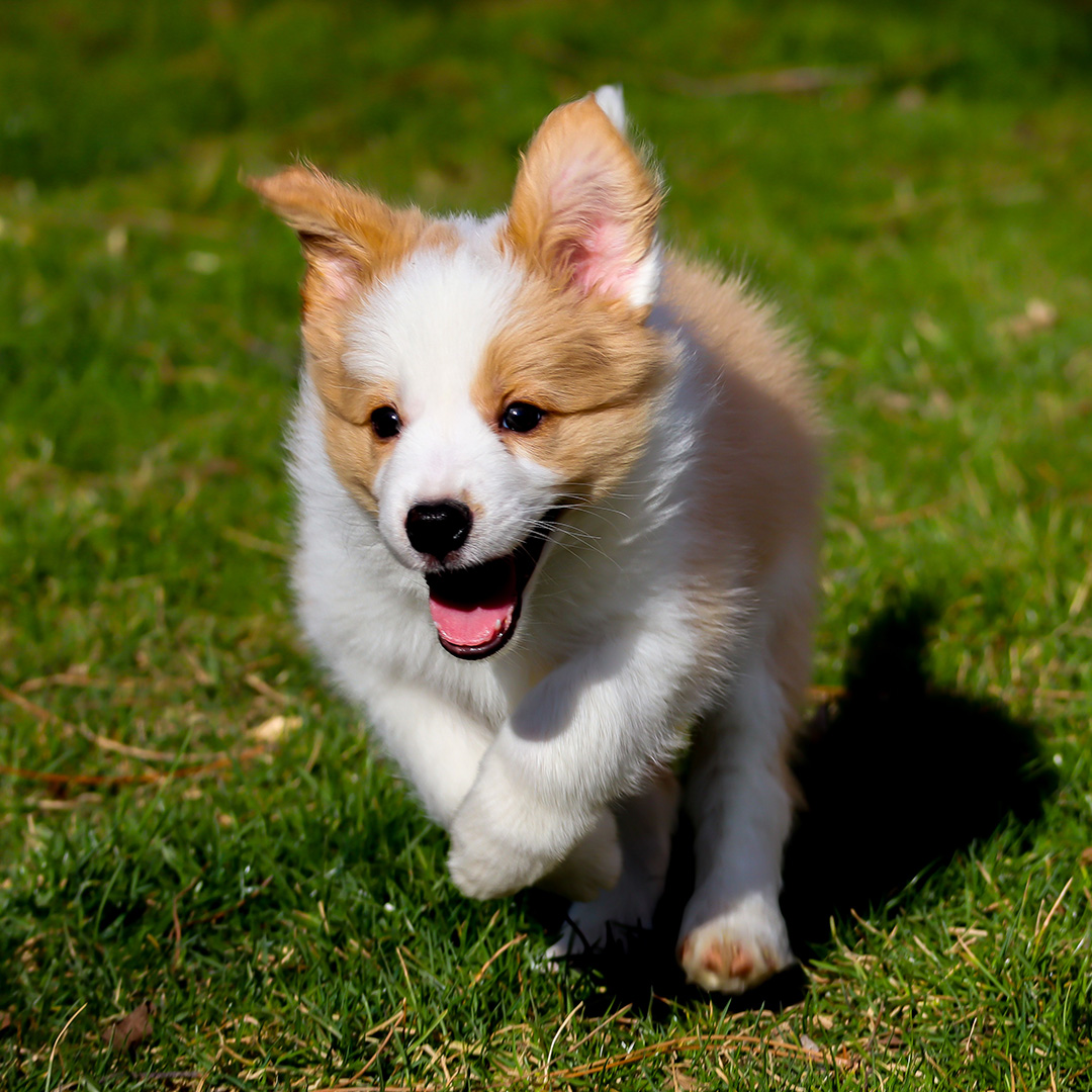 Understanding Zoomies – Why dogs run like crazy?