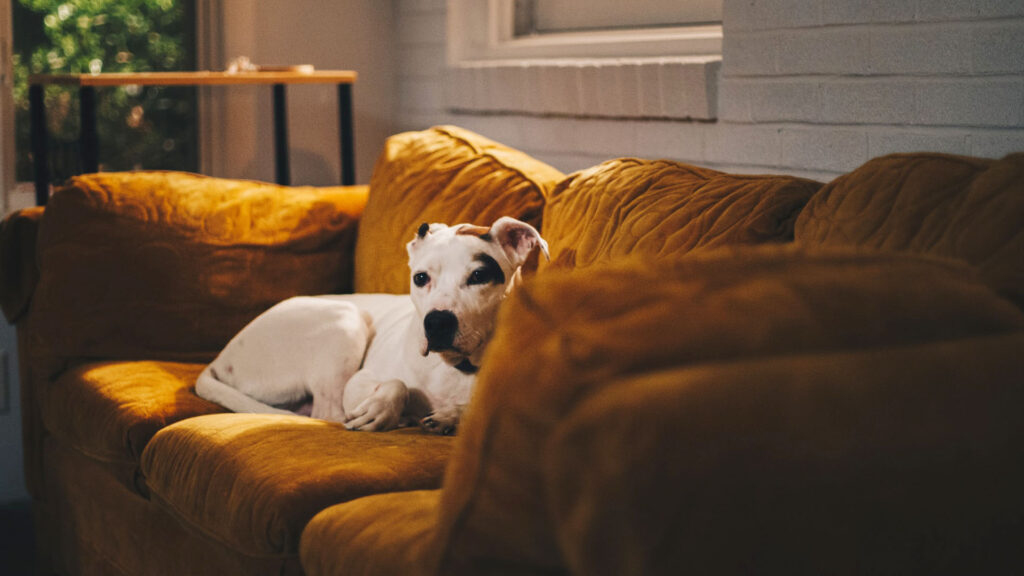 how should you greet a dog for the first time