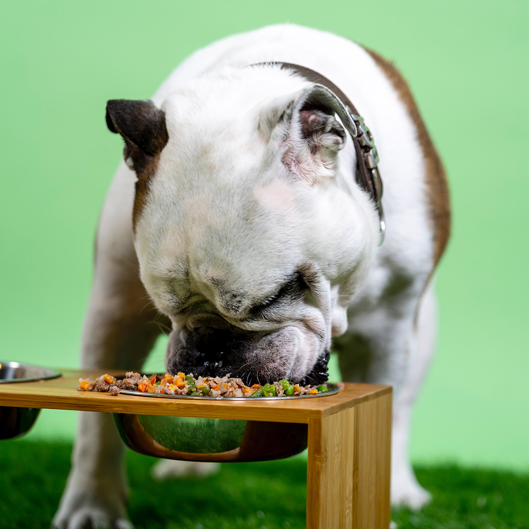 10 foods that I always feed my dog