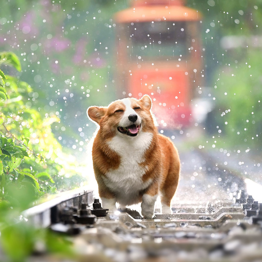 Dog Care Tips for walks during Rainy Season