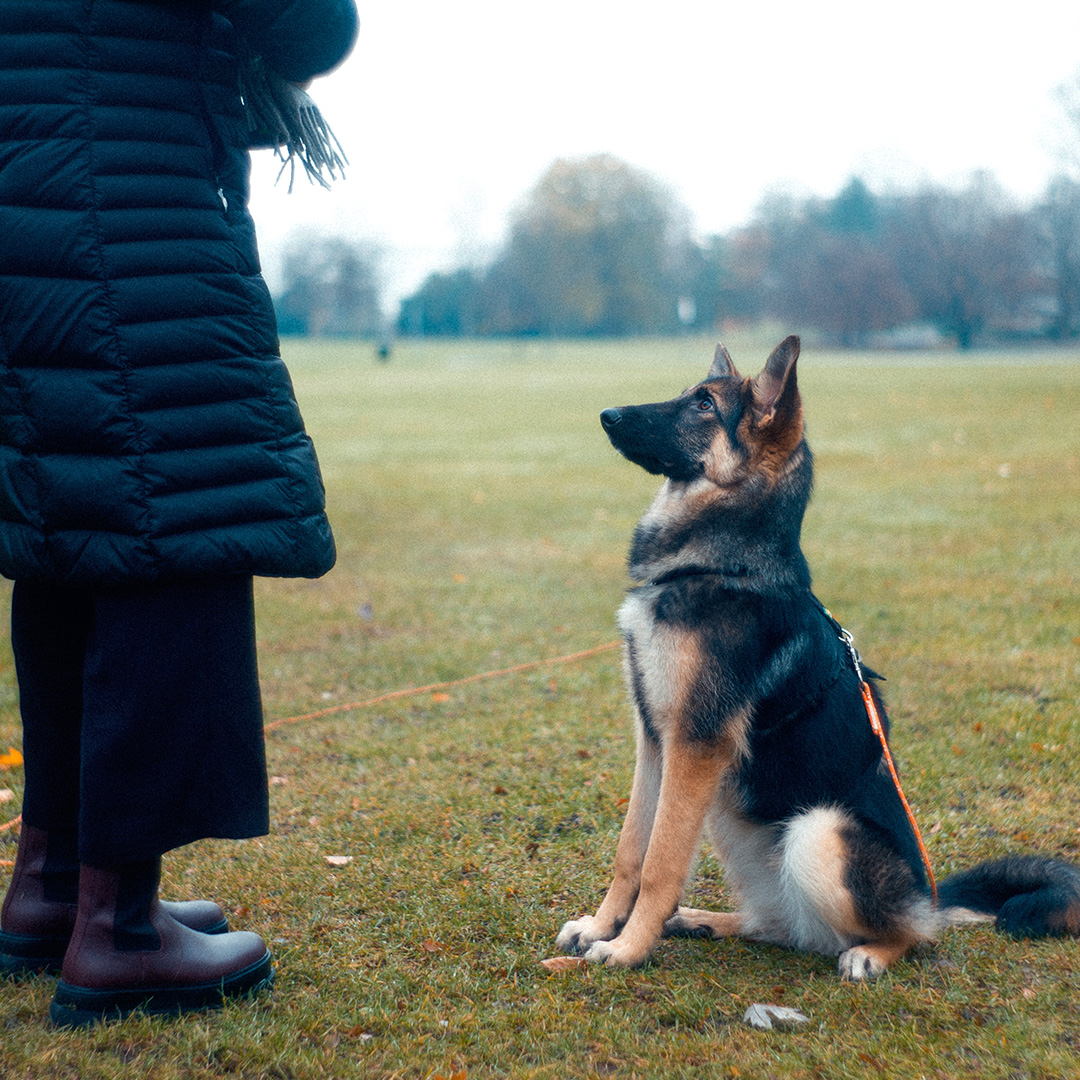 Love or Respect, what is more important to you as a Dog Owner?