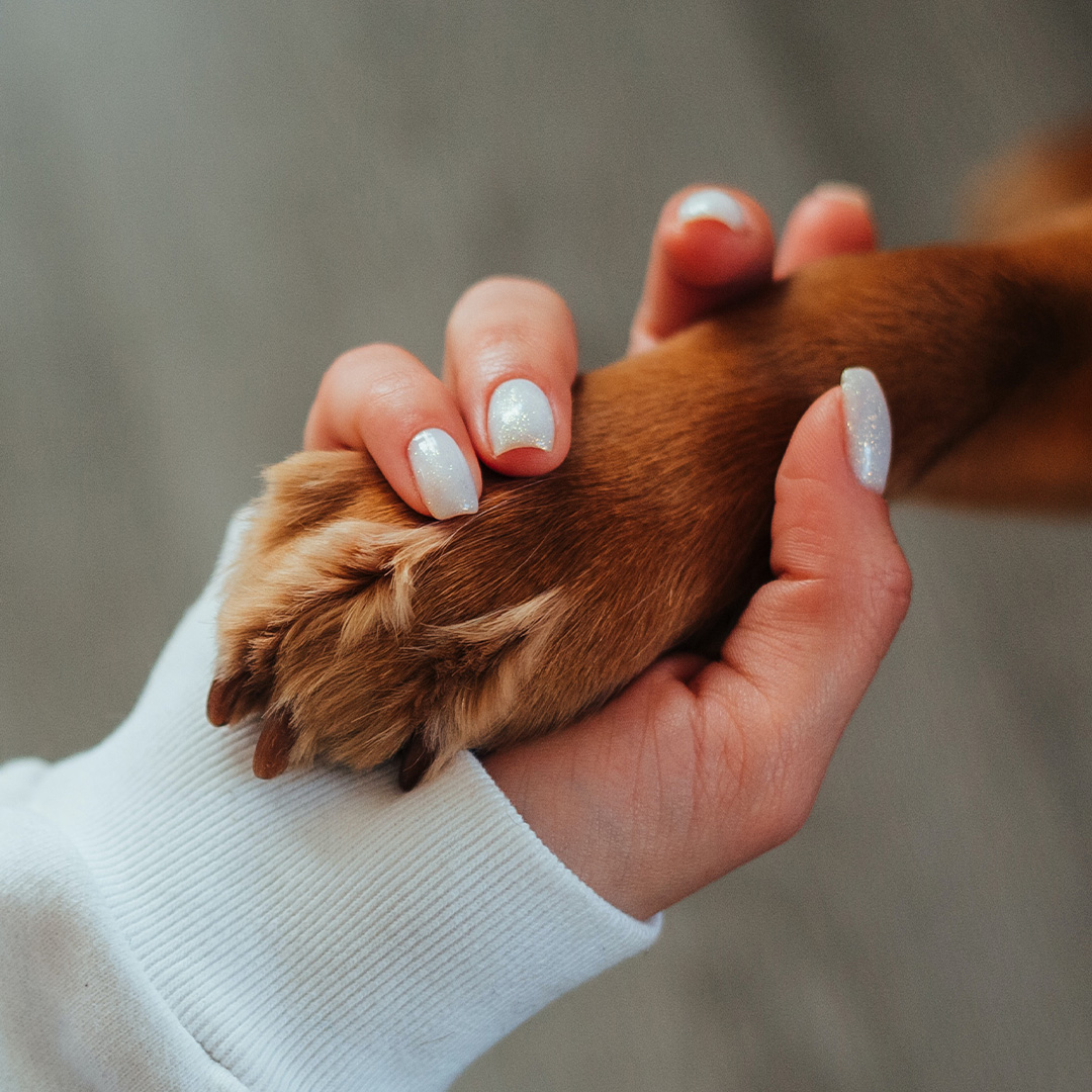 How can you show respect to your Dog?