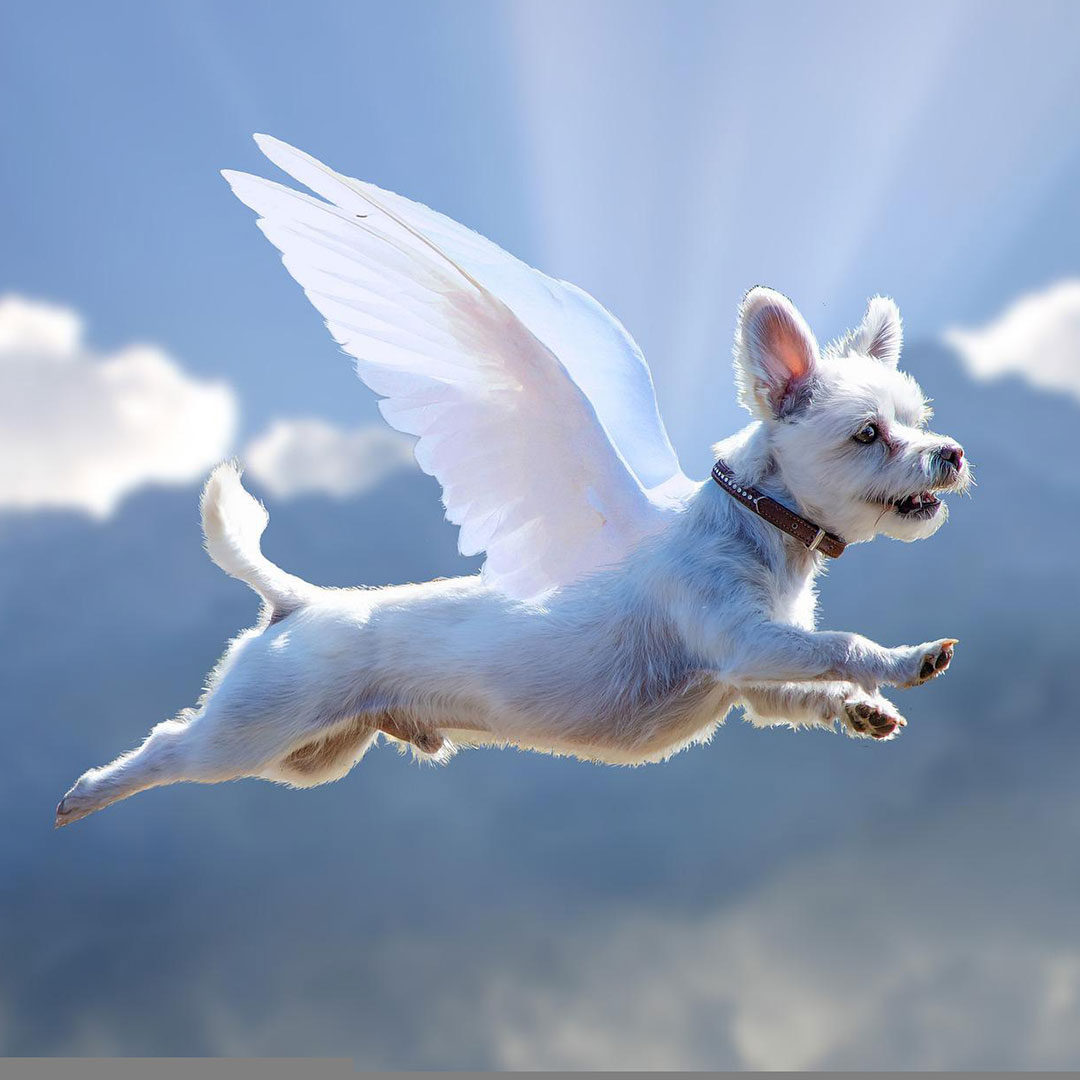 100+ Dog Names inspired by Angels & Supernatural Beings