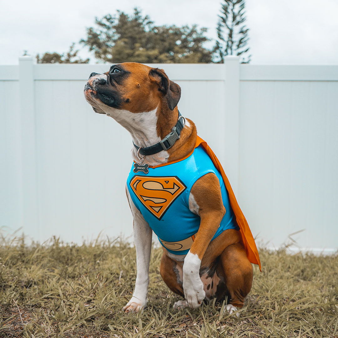 100+ Dog names inspired by Superheroes and Supervillains