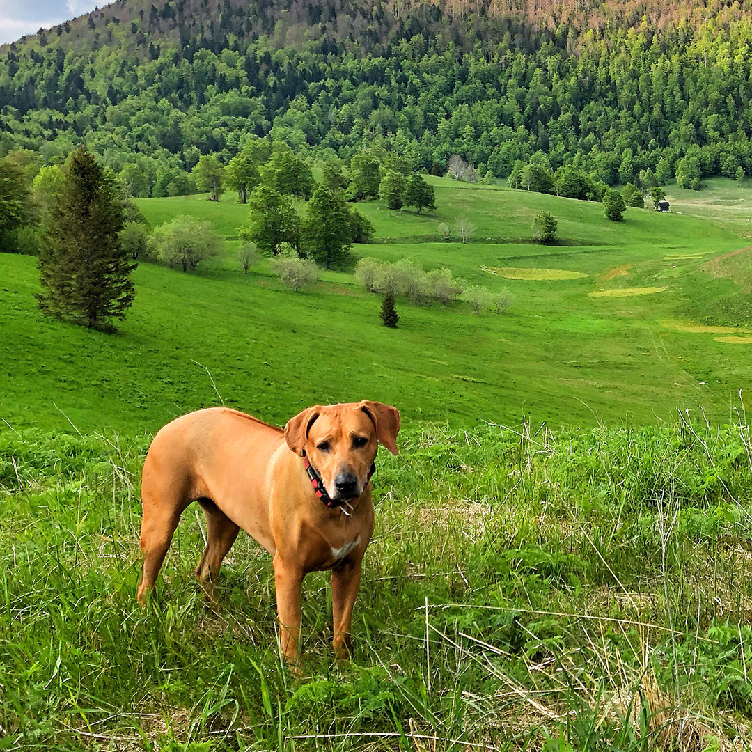 4 Fantastic Dog-Friendly Accommodations in Munnar