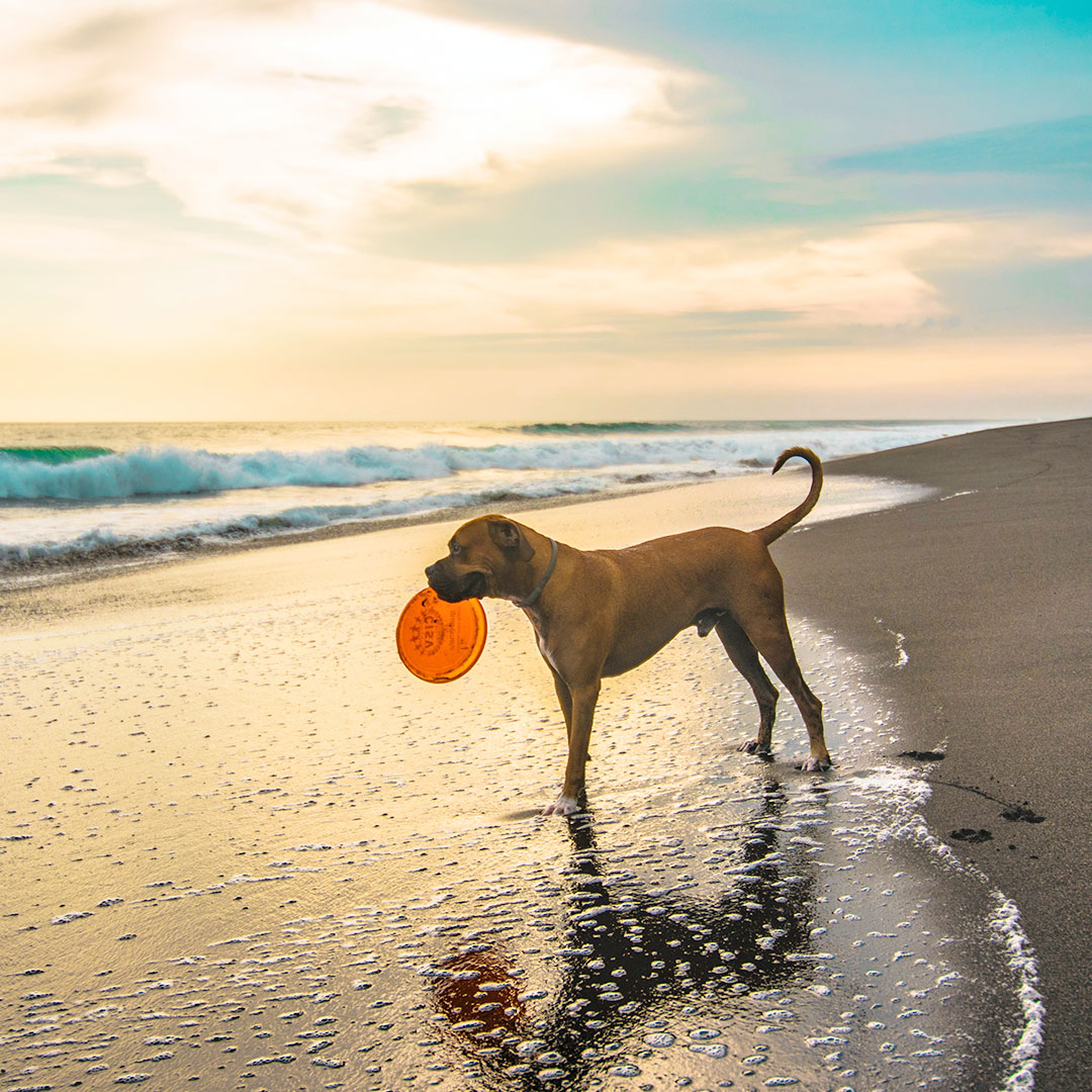 Awesome Dog-Friendly Accommodations in Goa