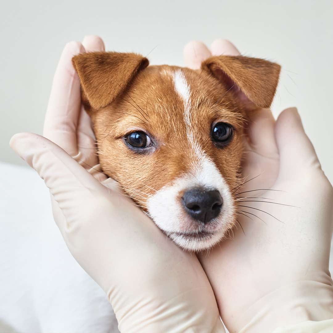 Why Should Your Dog Be Vaccinated? And What Is The Recommended Vaccination Schedule?