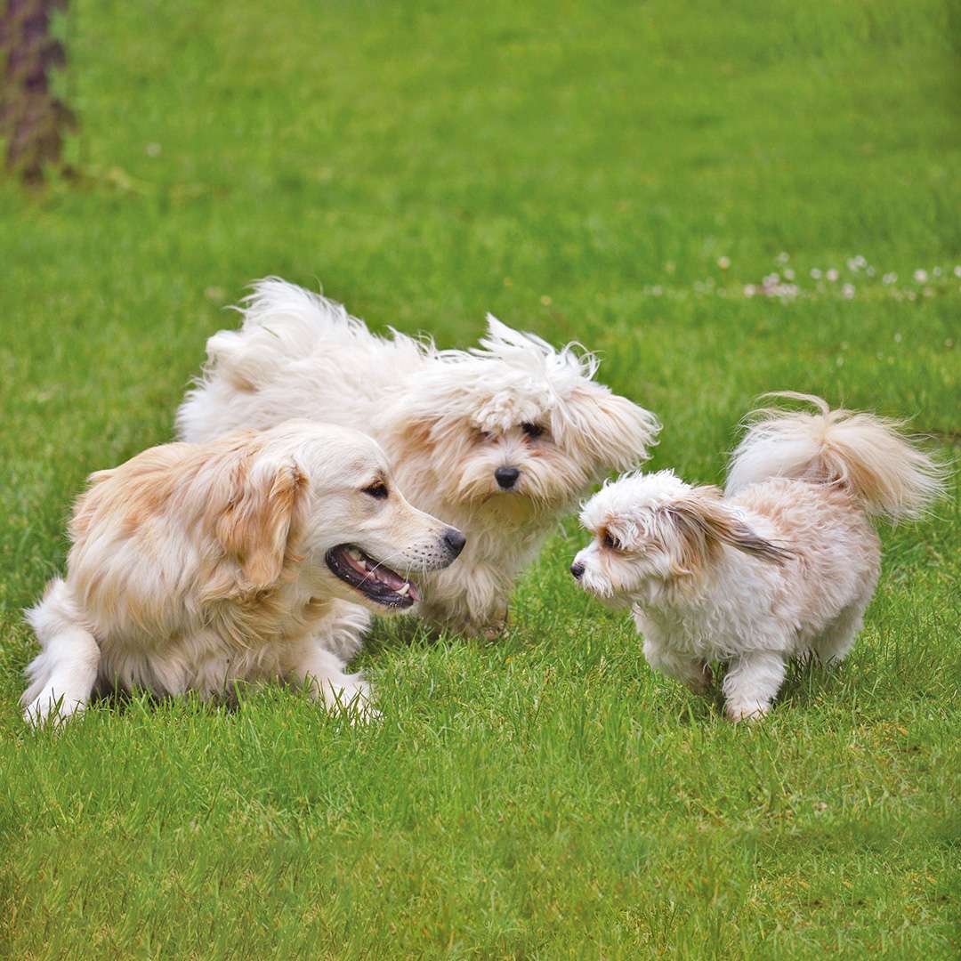 Wag More, Woof Less: The Surprising Benefits of Early Socialization of your dog