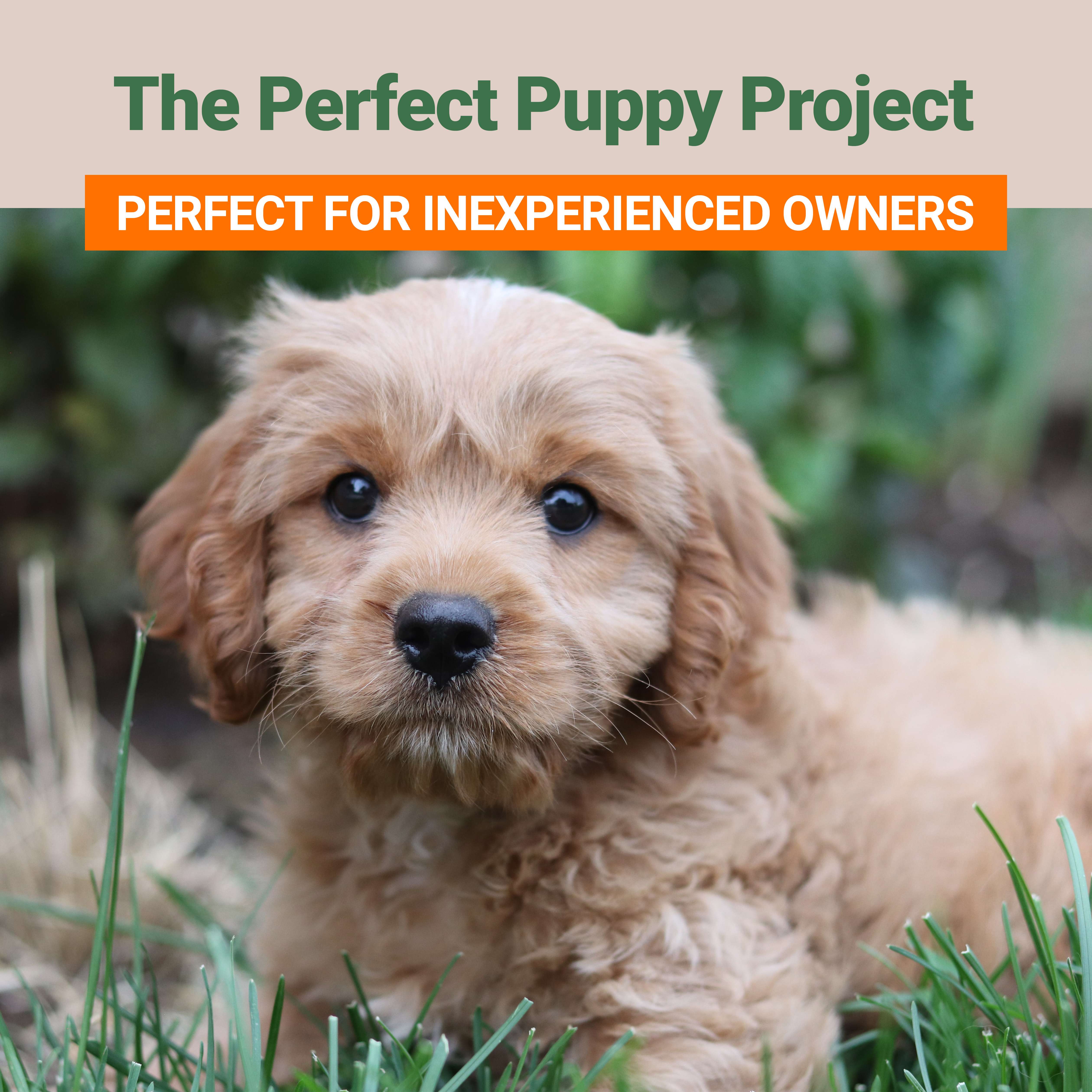 Mastering Puppy Training: A Deep Dive into Udemy’s ‘The Perfect Puppy Project’ by Dom Hodgson